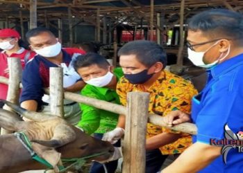 DPKP Kota Palangka Raya Optimalkan Sektor Peternakan