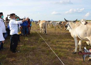 Kalteng Siap Kirimkan 10 Ribu Ekor Sapi Ke DKI Jakarta
