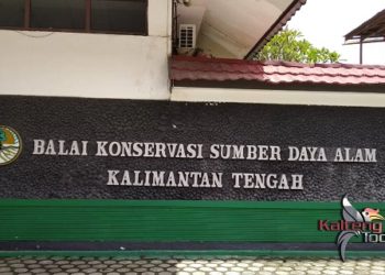 Buaya Yang Terjebak Perangkap di DAS Sebangau Bukan Yang Memangsa Warga
