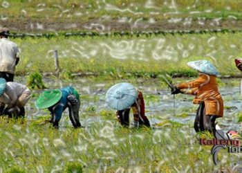 Pemerintah Gelontorkan Rp. 1,4 Triliun Untuk Food Estate di Kalteng