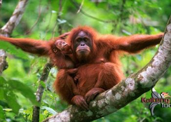 7 Orangutan Kembali Dilepasliarkan Ke Hutan Lindung Bukit Batikap Kabupaten Mura