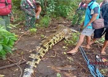 Buaya Mati Ditemukan Dekat Potongan Tubuh Warga Pulang Pisau Yang Hilang Saat Mencari Daun Nipah
