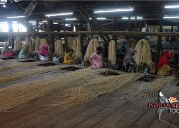 Harga Rotan di Kotim Sedang Berpihak Ke Petani