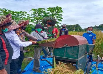 Mengejutkan, Kapolsek Turun Datangi Panen Padi di Lahan Berpasir