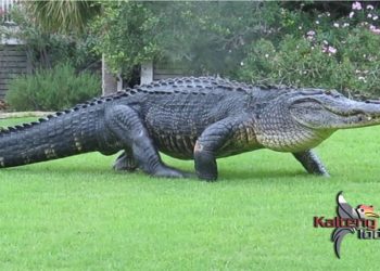 Wow Menarik! Ide Wisata Melihat Buaya di Sungai Kotim