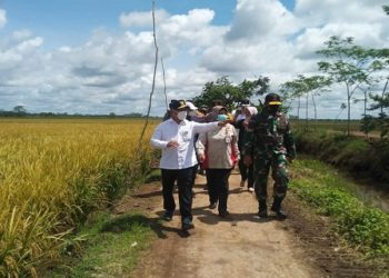 Gubernur Kalteng Tinjau Lokasi Padi Siap Panen di Kawasan Food Estate Balanti Siam