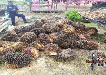 Curi 2,5 Ton Buah Sawit Milik Perusahaan, Pria Ini Akhirnya Dibekuk