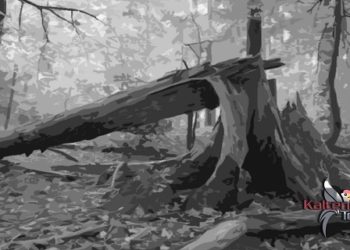 Ayah dan Anak Patah Tulang Akibat Tertimpa Pohon Tumbang di Hutan Kota Kuala Kapuas