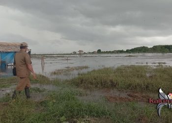 Petani semangka di Kabupaten Kapuas Rugi Ratusan Juta Akibat Banjir Rob