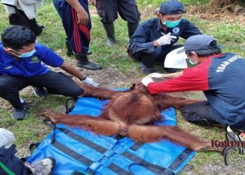 Orangutan Masuk Lokasi Perkantoran di Sampit Berhasil Ditangkap
