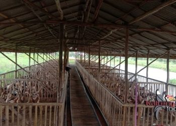 Dinas Pertanian Kabupaten Kapuas Lakukan Pembinaan Kelompok Peternak