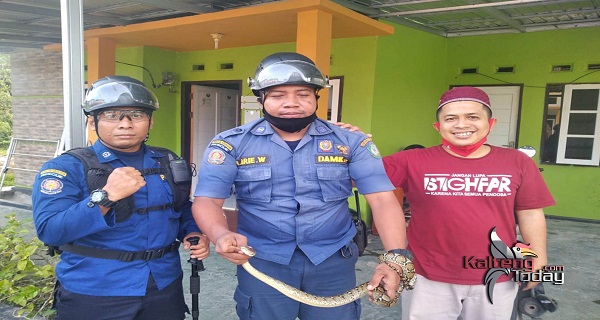 Ngeri! Saat Buka Lemari Baju Yang Muncul Malah Ular Sanca Kembang