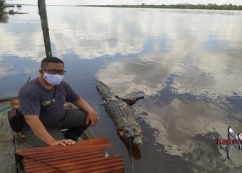 Buaya 3,5 Meter Ditemukan Membusuk Di Desa Pelangsian