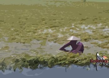Gagal Panen, 3500 Ha Padi Desa Lampuyang Kotim Terendam Banjir