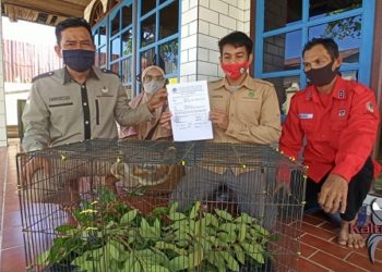 Akhmad Safari Serahkan Kukang ke BKSDA Pos Sampit