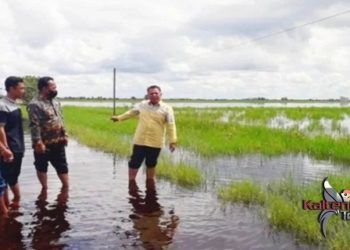 Wakil Ketua DPRD Kotim Tinjau Lokasi Banjir Sawah Petani Desa Lampuyang