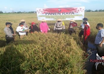 Polres Seruyan Lakukan Panen Raya di Kecamatan Seruyan Hilir