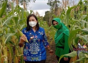 Kompi Senapan Raider Berhasil Panen Ikan dan sayuran