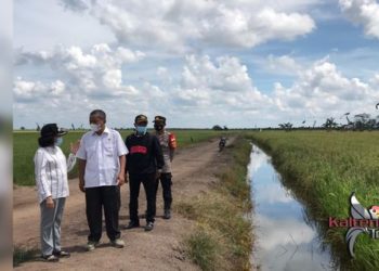 Plt Bupati Pulpis Monitoring Lahan Food Estate di Desa Mulyasari