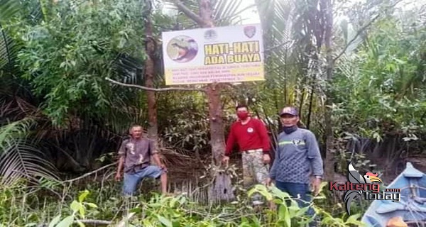 BKSDA Kotawaringin Timur Susur Lokasi Buaya Serang Kakek di Sungai Mentaya 