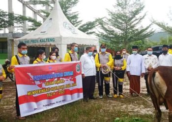 Kejari Dan PT. Pelindo III Pulang Pisau Salurkan 2 Ekor Sapi Qurban