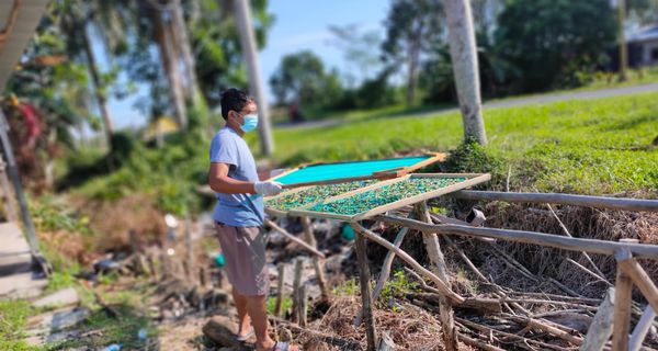 Cerita Pemuda di Pulang Pisau Raup Untung dari Budidaya Bunga Telang