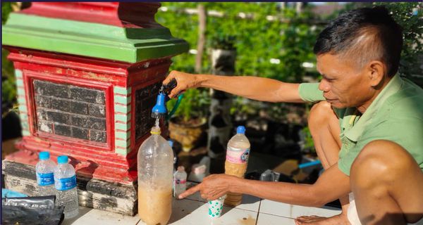 Cerita Pemuda di Pulang Pisau Raup Untung dari Budidaya Bunga Telang