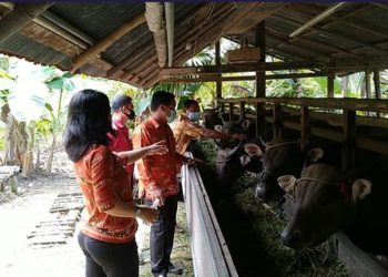 Dewan Harap Hewan Untuk Kurban Harus Sehat