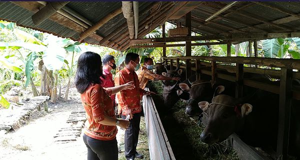 Dewan Harap Hewan Untuk Kurban Harus Sehat