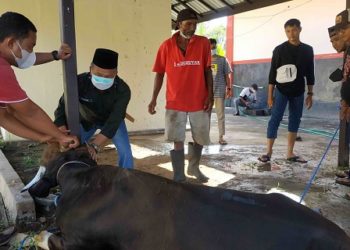Kantor Pertanahan Seruyan Laksanakan Pemotongan Hewan Kurban