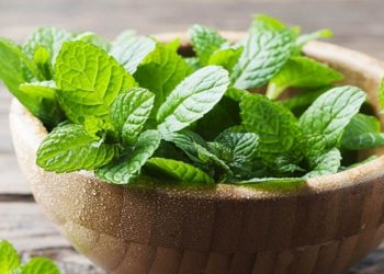 8 Manfaat tak Terduga dari Peppermint bagi Kesehatan Tubuh judul