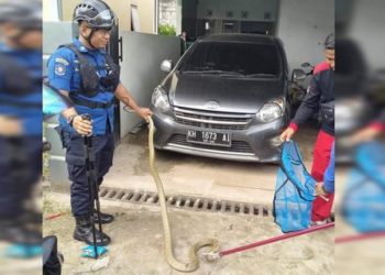 Warga Temukan Ular Kobra Saat Ingin Tidur