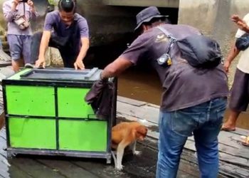 BKSDA Pos Sampit Terima Penyerahan Bekantan Dari Warga