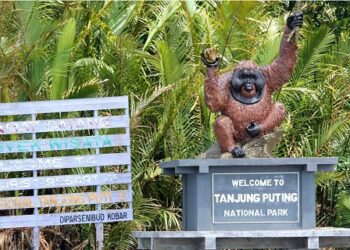 Kawasan Konservasi Orang Utan Terbesar Dunia Ternyata Ada di Kalimantan Tengah JDL