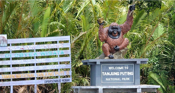 Kawasan Konservasi Orang Utan Terbesar Dunia Ternyata Ada Di Kalimantan Tengah – Kalteng Today