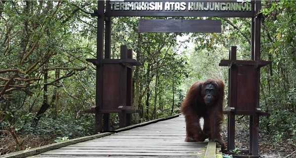 Kawasan Konservasi Orang Utan Terbesar Dunia Ternyata Ada di Kalimantan Tengah