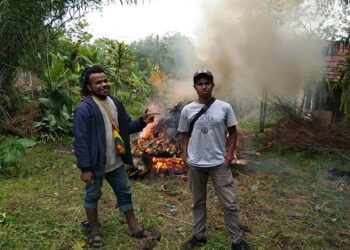Keseruan Tradisi Bakar Batu Mahasiswa Papua Rayakan 4 Temannya Wisuda di UPR