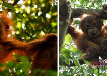 Merawat Peradaban Melalui Festival Orangutan 2021