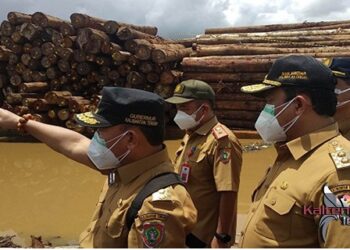 3 Ribu M3 Kayu Log Diamankankan Petugas jf