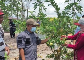 Agrowisata Perkebunan Buah Diyakini Bantu Pemulihan Ekonomi