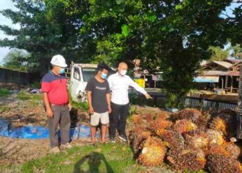 Kedapatan Memanen Sawit Milik Perusahaan , Pemuda 25 Tahun Ini Diamankan Polisi