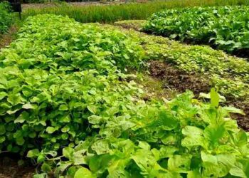 Petani Harapkan Sarana Prasarana Penunjang Lebih Ditingkatkan
