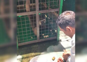 Petugas Amankan Owa-owa Usia 10 Tahun