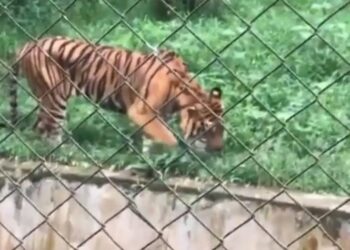 Viral Video Harimau Kurus Kering dan Makan Rumput di Kebun Binatang Medan