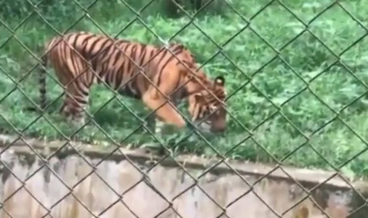 Viral Video Harimau Kurus Kering dan Makan Rumput di Kebun Binatang Medan