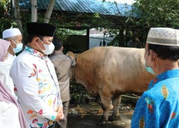Iduladha , Pemprov Kalteng Salurkan 357 Ekor Sapi Kurban