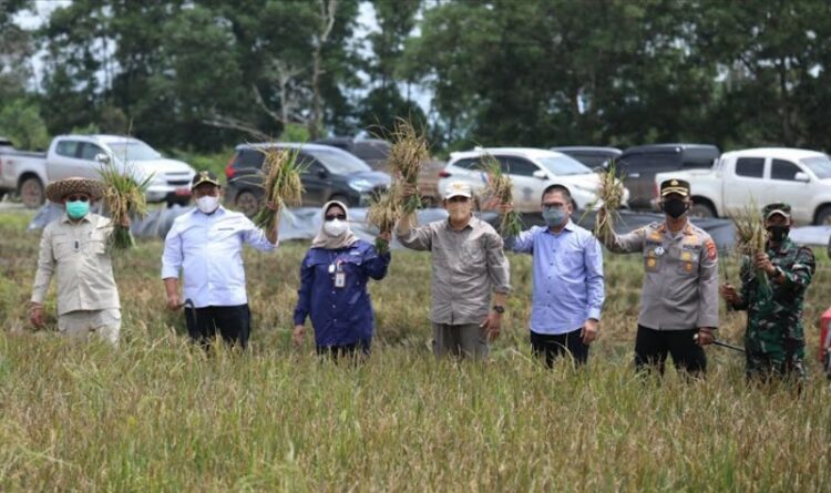 Wagub Kalteng Harapkan Food Estate Bisa Tingkatkan Kesejahteraan Petani