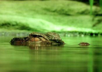 Kemunculan Buaya di Sungai Desa Telangkah Katingan Bikin Geger Warga