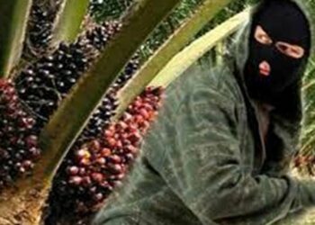 3 Orang Warga Parenggean Ditangkap Akibat Panen Buah Sawit Perusahaan 1
