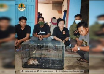 BKSDA Pos Sampit Terima Penyerahan Anak Kucing Kuwuk